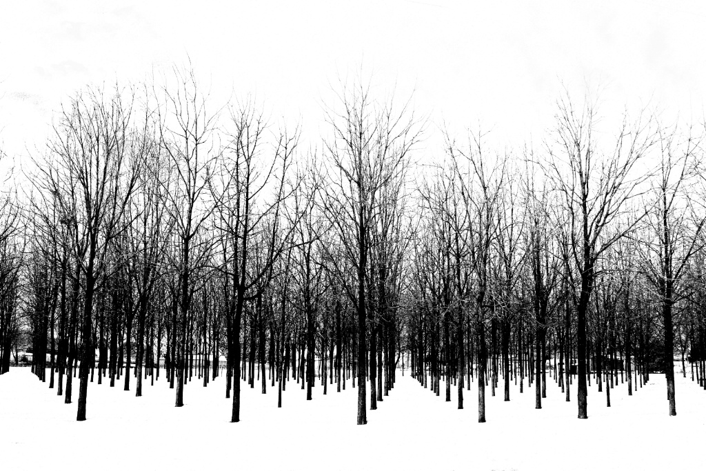 Winter Trees