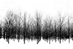 Winter Trees