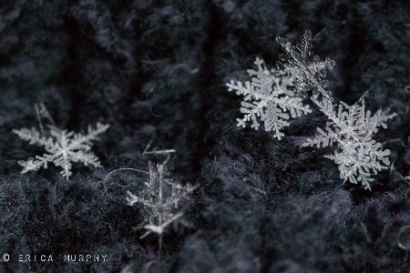 Tiny Snowflakes