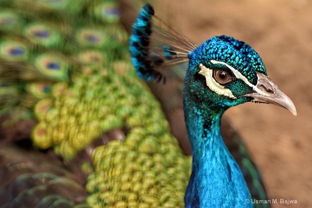 Eyes of the Peacock