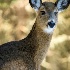 © Bonnie L. Smith PhotoID # 15703361: Winter Wildlife