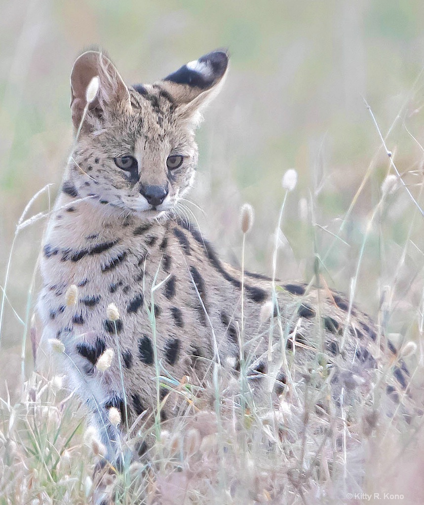 Serval Cat