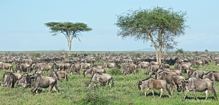 Yet Another View of the Wildebeest