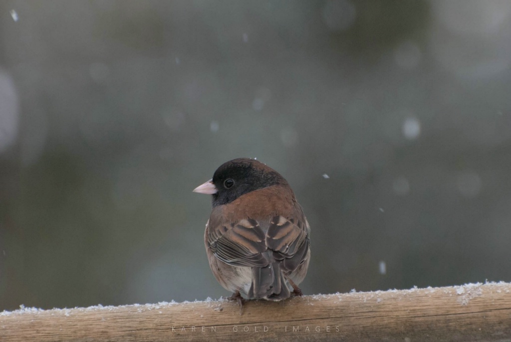 Dark-eyed Junco