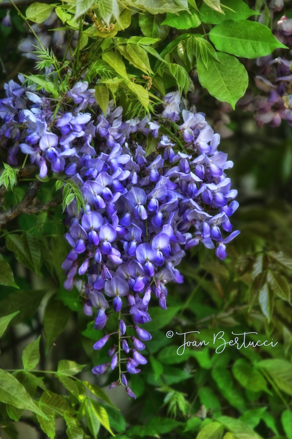 Wisteria