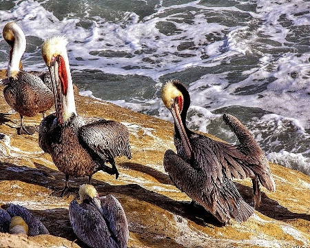 Pelicans Grooming