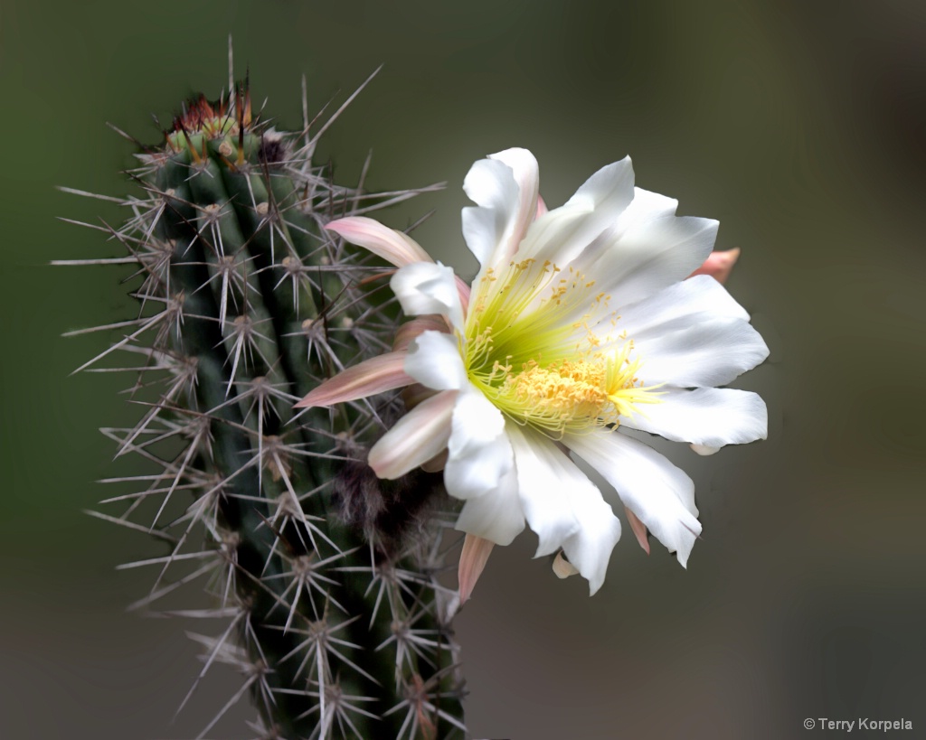 Berkeley Botanical Garden Cactus Flower - ID: 15703861 © Terry Korpela