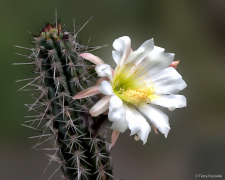 Berkeley Botanical Garden Cactus Flower