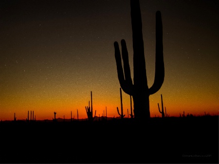 Saguaro Sunset