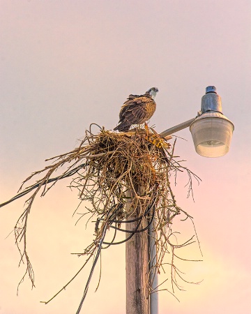 Messy Nesting