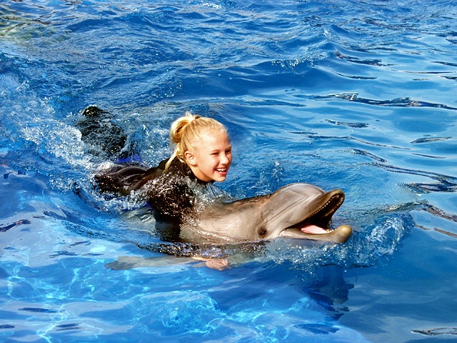 swimming with the dolphin