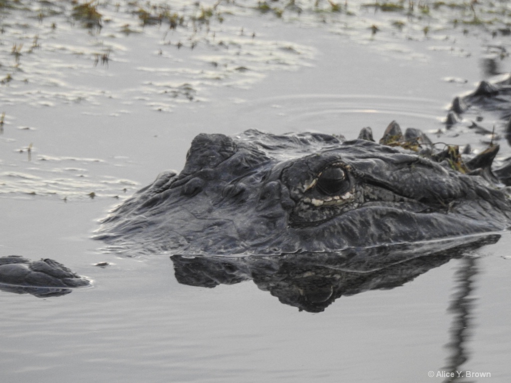 American Alligator Reflected 1 of 1