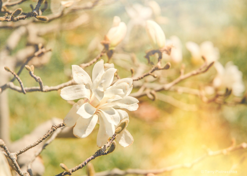 Spring Blossoms - ID: 15704270 © Terry Piotraschke