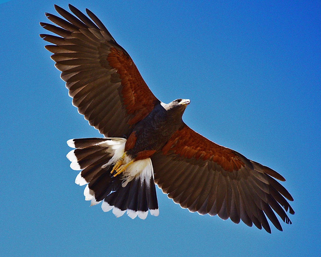 Harris' Hawk Fly By - ID: 15704375 © William S. Briggs