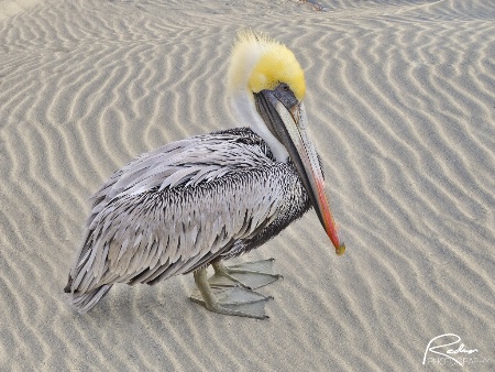 Pelican in the Sand