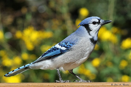 Blue Jay