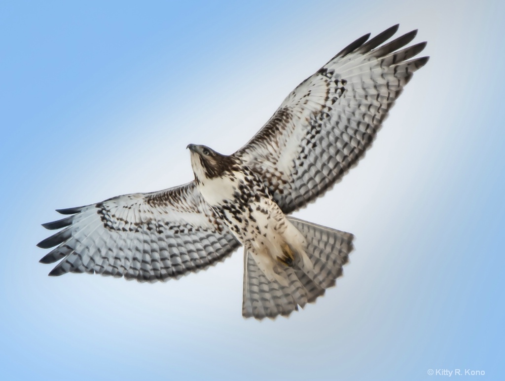 Hawk in the Sky - ID: 15704531 © Kitty R. Kono
