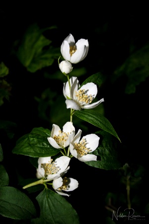 European Blossoms