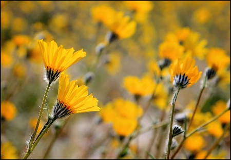 Wildflowers