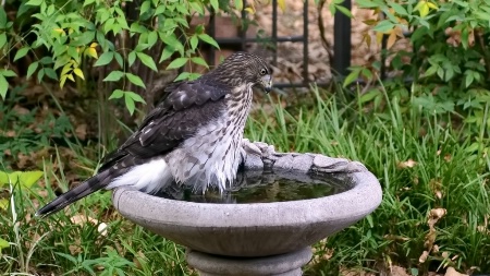 Hawk in the Bird Bath
