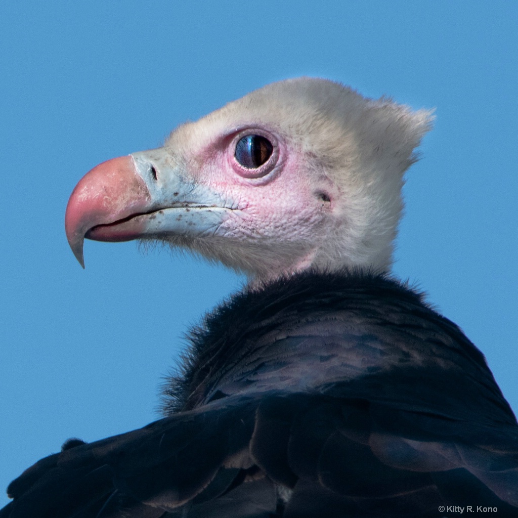 White Headed Vulture (Trigonoceps Occipitalis) - ID: 15704698 © Kitty R. Kono
