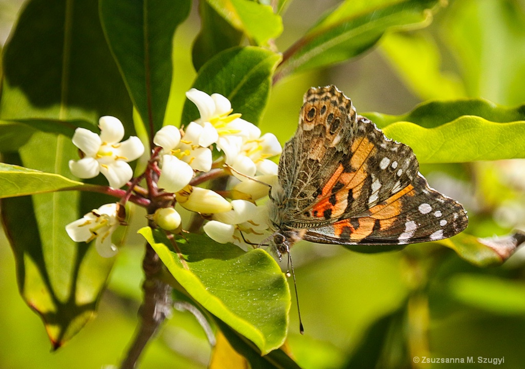 Painted Lady