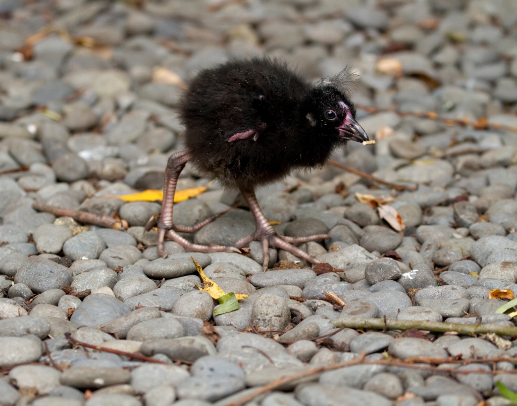 Pukeko chick