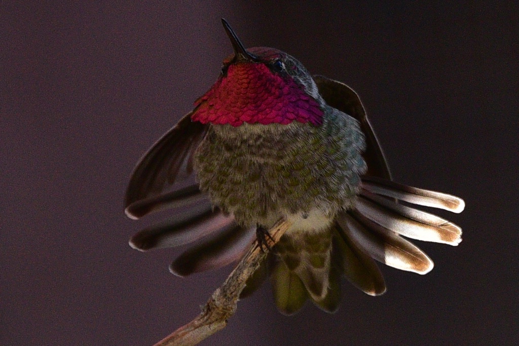 Anna's Hummingbird (Male) - ID: 15705143 © William S. Briggs