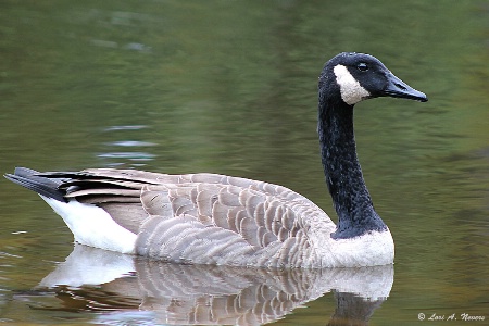 Goose