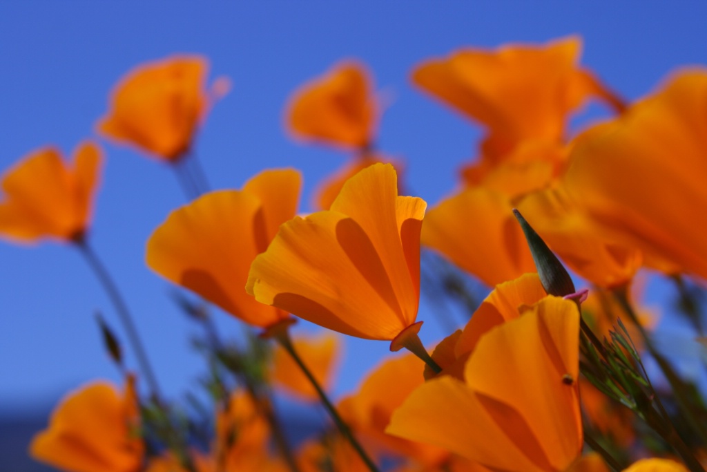 California poppies