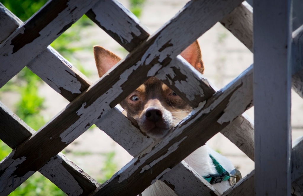 Dog at Gate