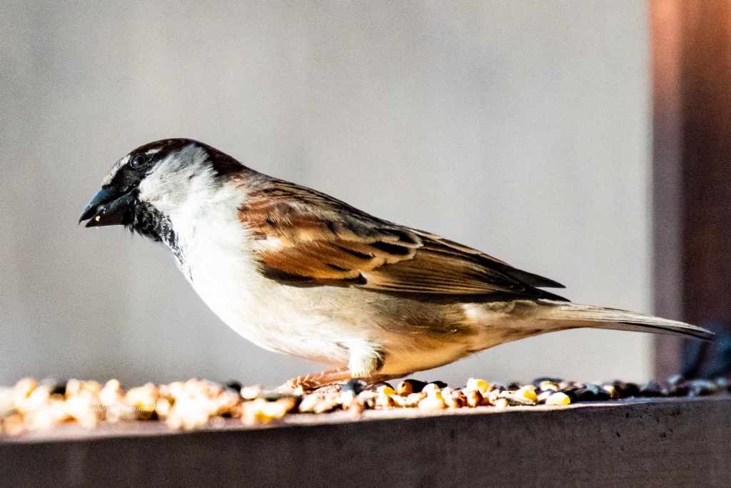 Hungry Sparrow!