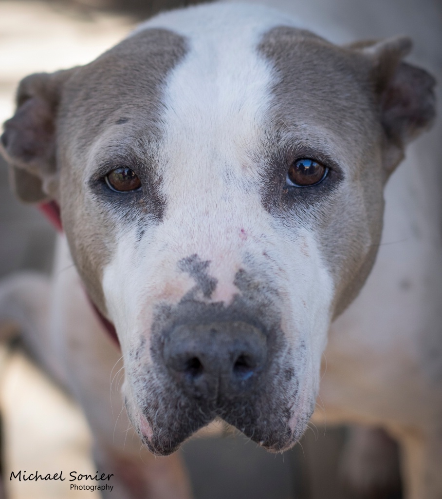 sweet pit bull