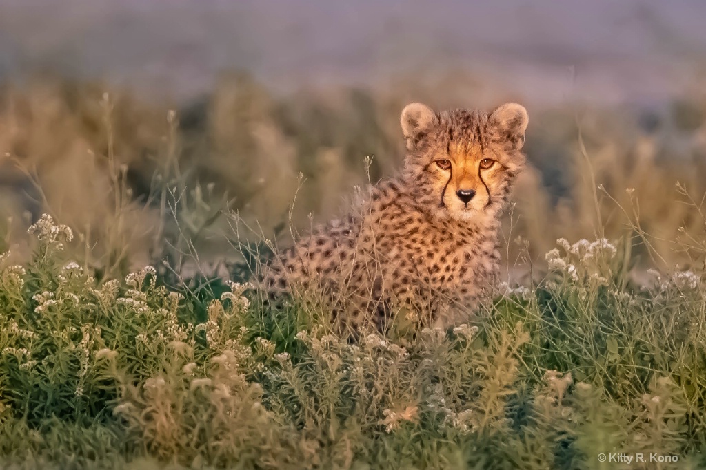 Cheetah Cub in the Wildflowers
