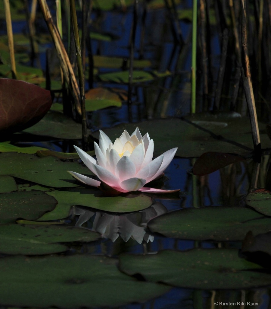 Lighting Up the Pond