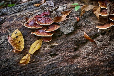 Hickory and Turkey Tail