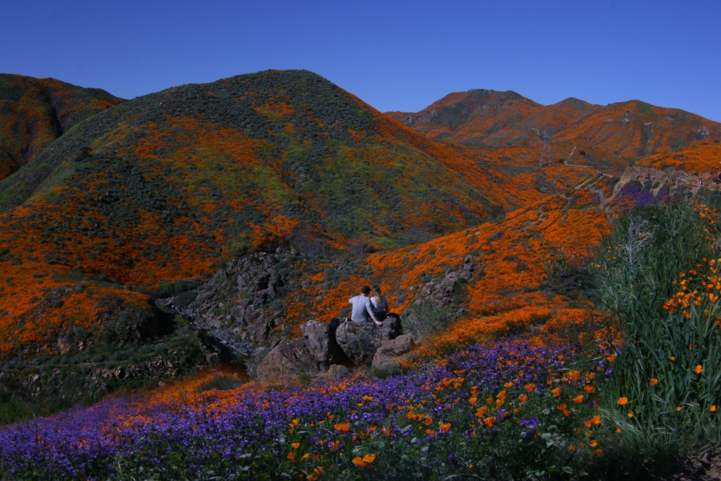 California Super Bloom