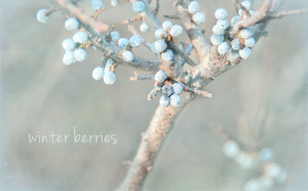 winter berries