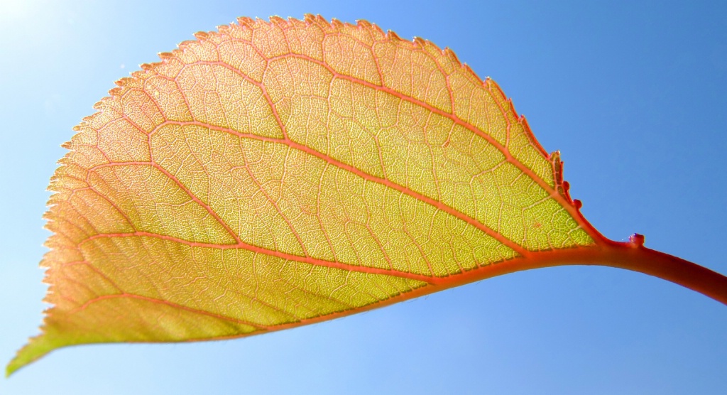 The leaf's arteries and veins.