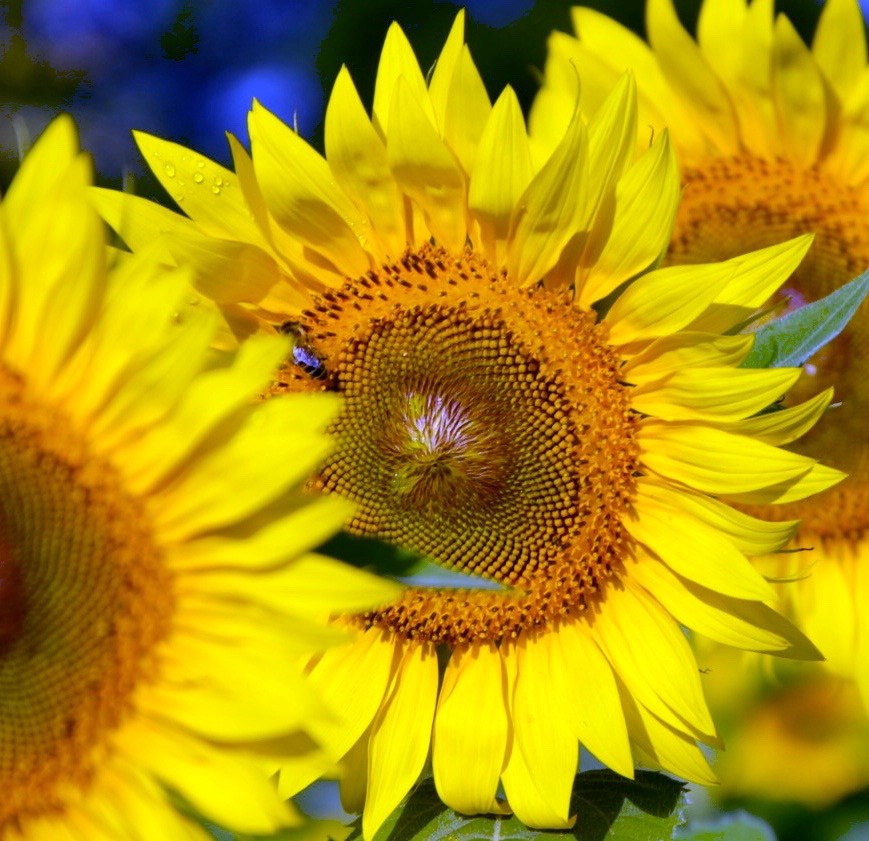 Waiting in Line for Sunshine