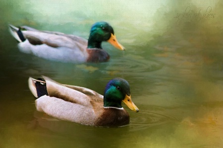 Mallards