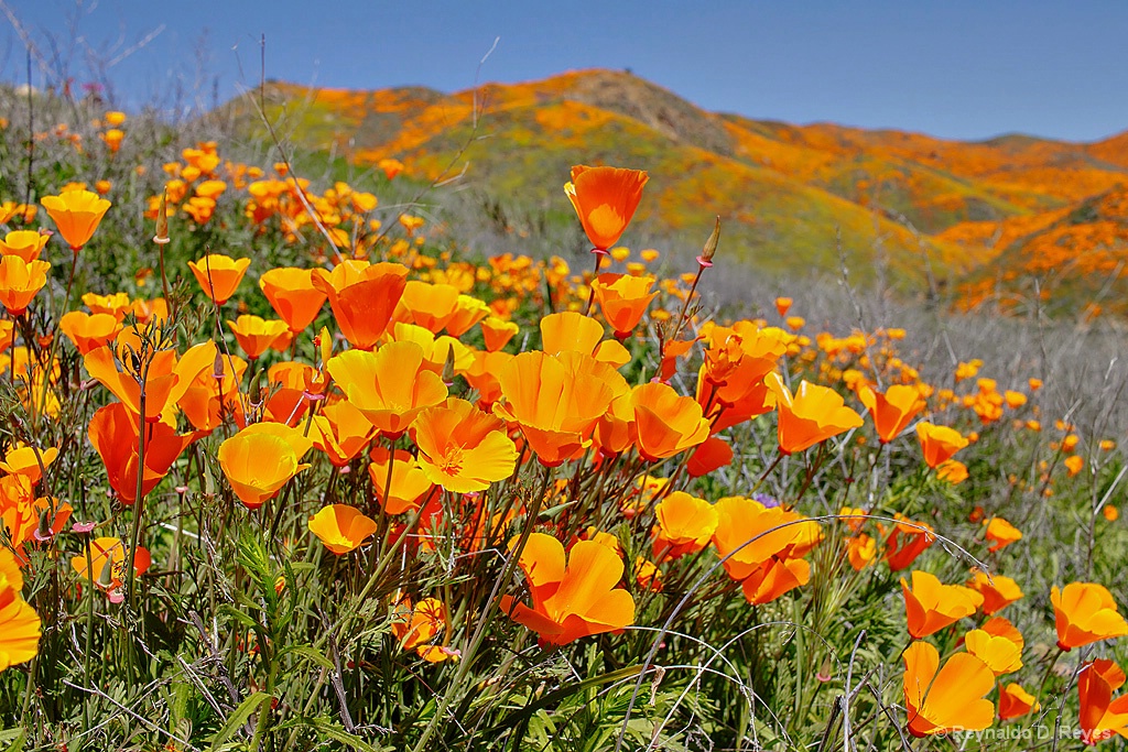 Poppy Dreams