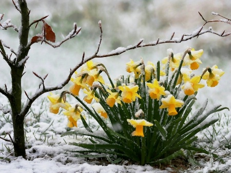 Caught Between Winter and Spring