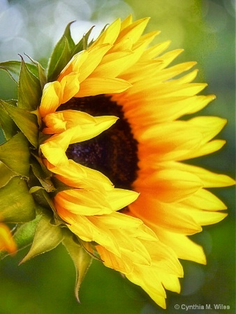 Sun Flower