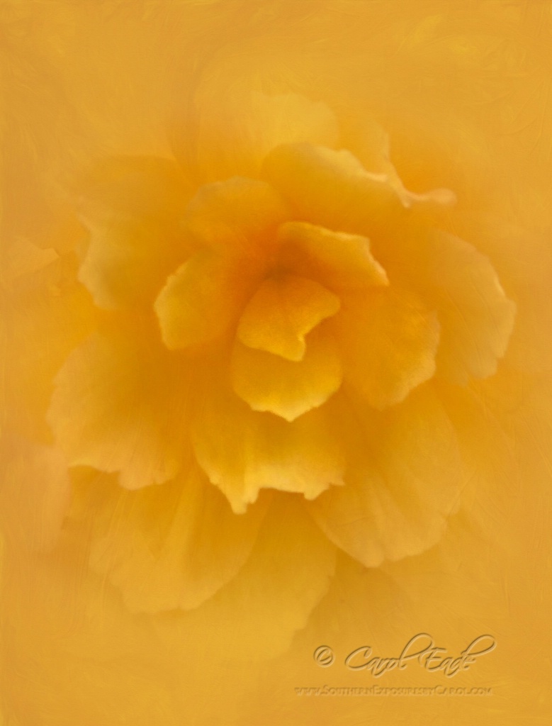Camellia Begonia - ID: 15705974 © Carol Eade