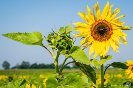 Sunflower bud and bloom