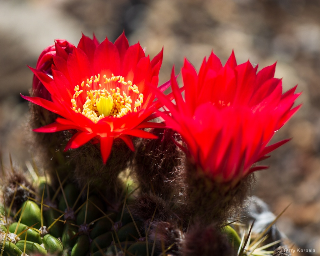 Berkeley Botanical Garden Cactus Flower - ID: 15706000 © Terry Korpela
