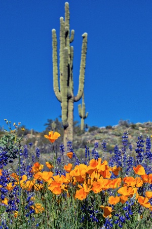 Under An Arizona Sky