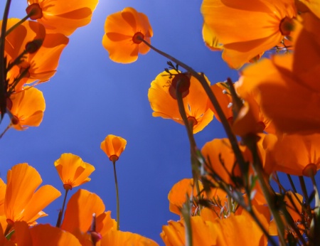 Standing tall during California Super Bloom