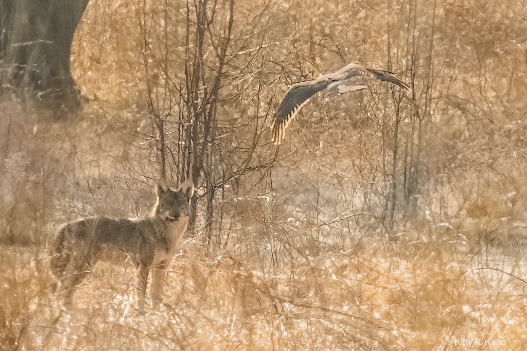 Coyote with Vole and Harrier in Valley Forge 